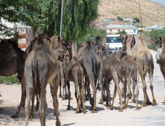 Kamele in Hargeisa